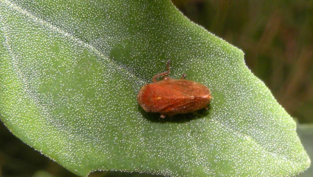Idiodonus cruentatus?